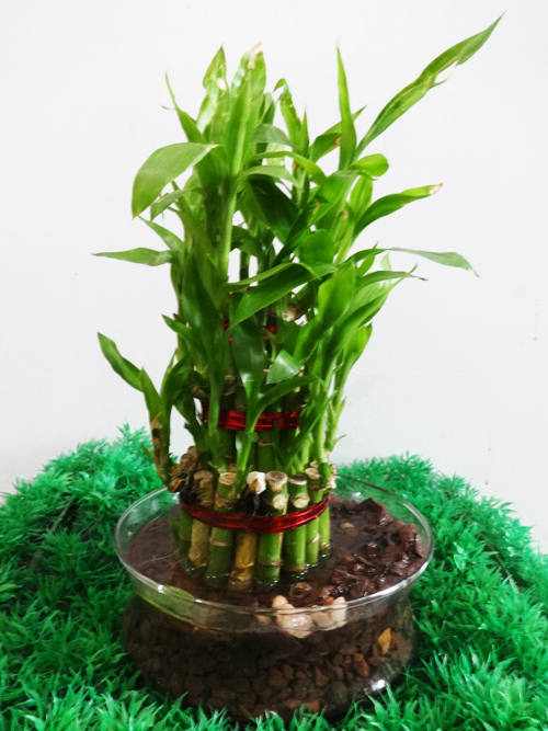 Lucky Bamboo 3 layer with stone
