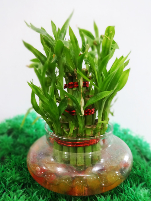 Lucky Bamboo 3 layer with jelly 