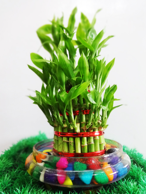 Lucky Bamboo 4 layer with stone 